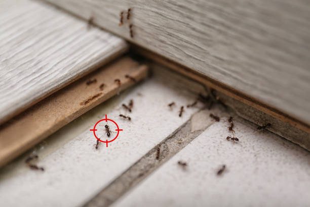 Best Local Pest Control Services  in Waynesboro, PA