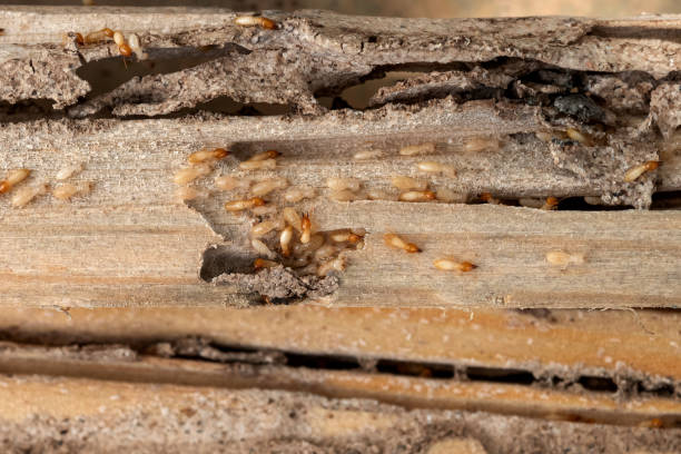Professional Pest Control in Waynesboro, PA